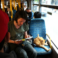 cat_on_bus.jpg