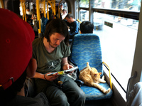 cat_on_bus.jpg